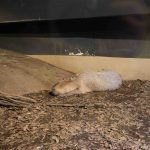 カピバラ　231210 (1 - 1)